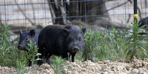 Officers round up hundreds of pigs from overwhelmed Florida animal sanctuary